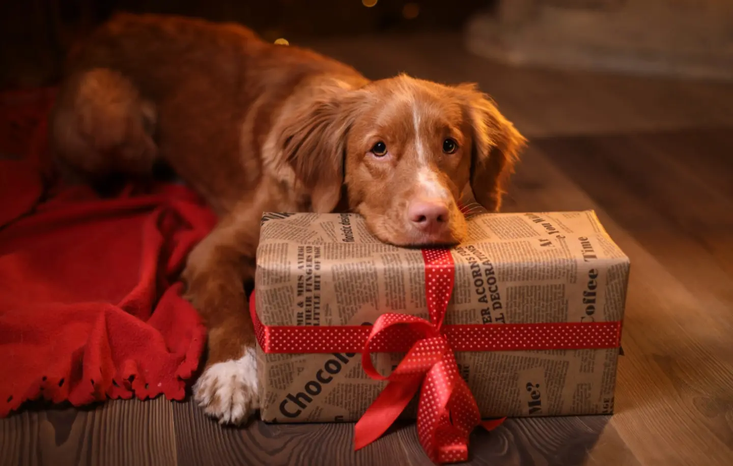 What of dog owners buy their dog's Christmas presents?