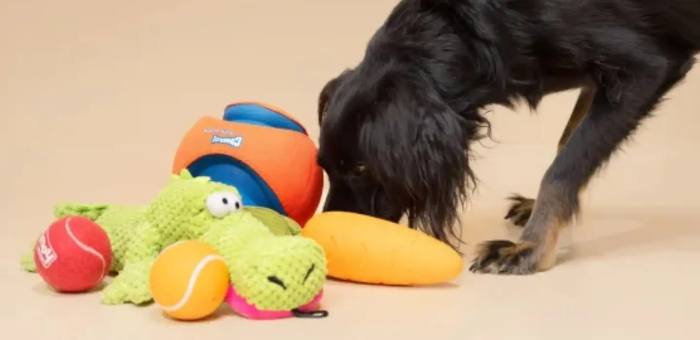 Are Squeaky Toys Good for Dogs?