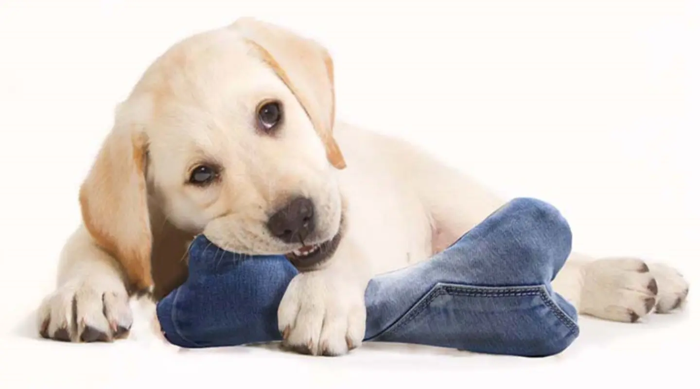 diy-dog-bone-toy-ft.jpg