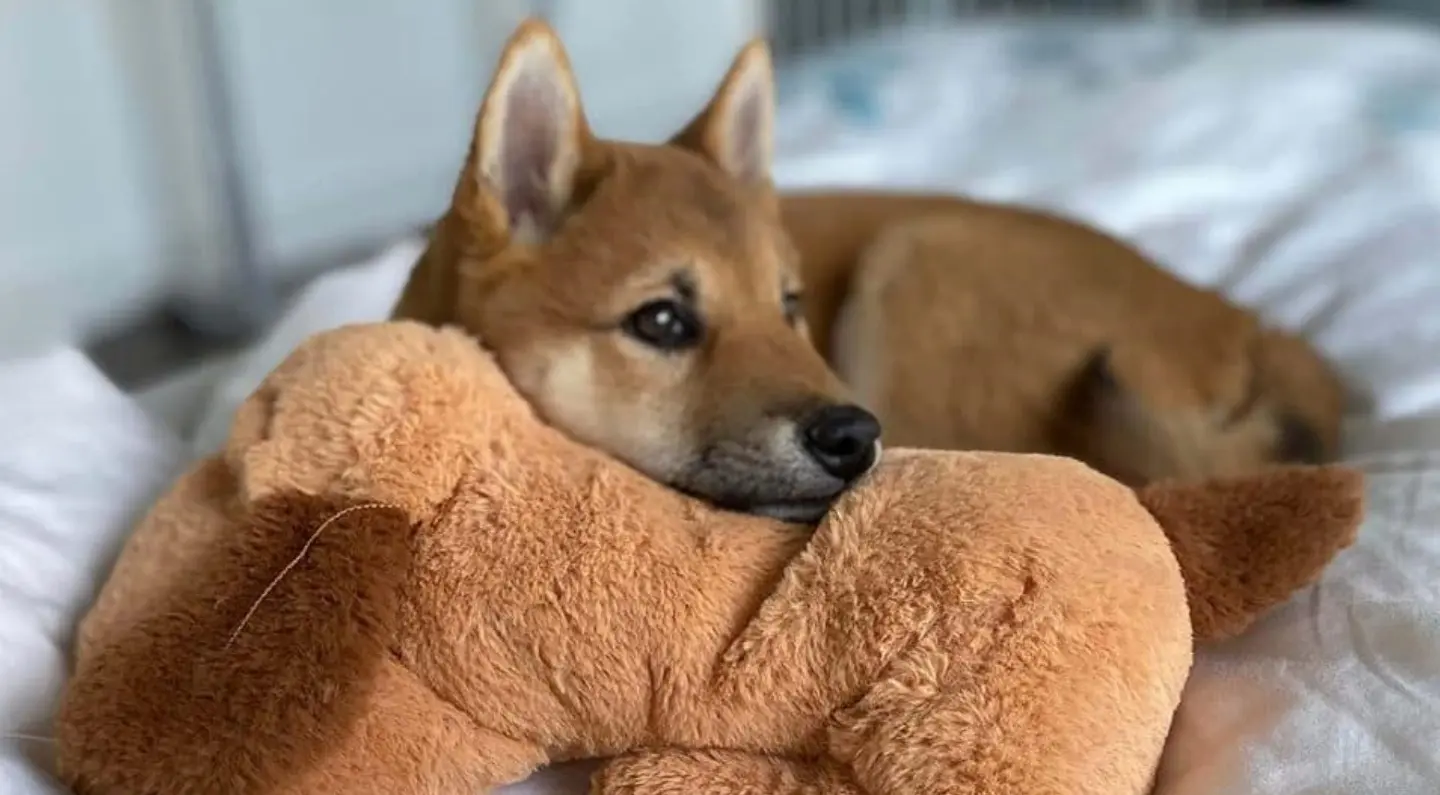 snugglepuppy1-960x540.jpg